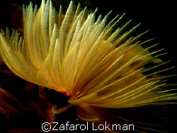 let's rock..taken with Canon S80 in Island in Malaysia. by Zafarol Lokman 
